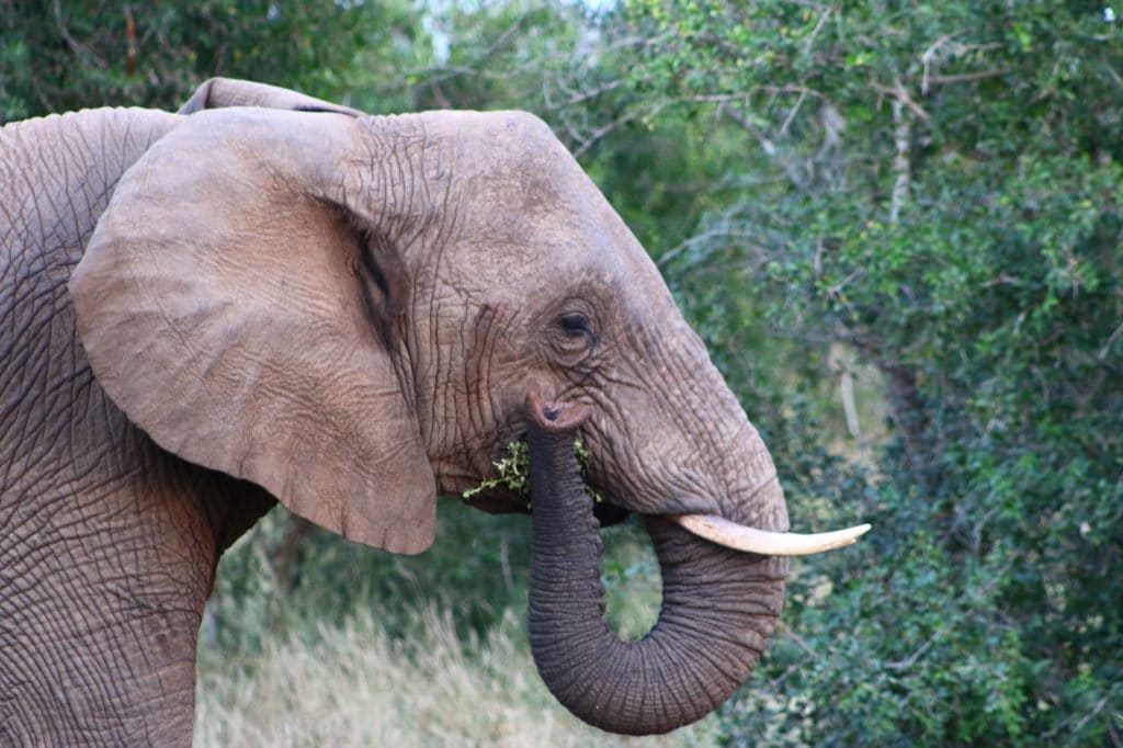 Hlane elephant close up eating greenery - Safari for the Blind