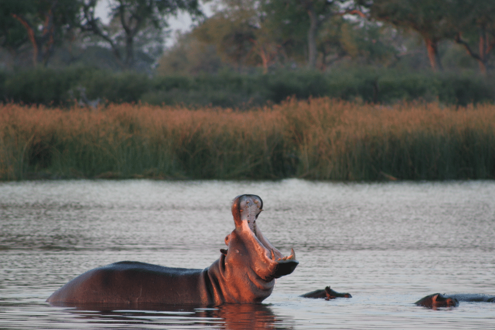 turgwe hippo trust