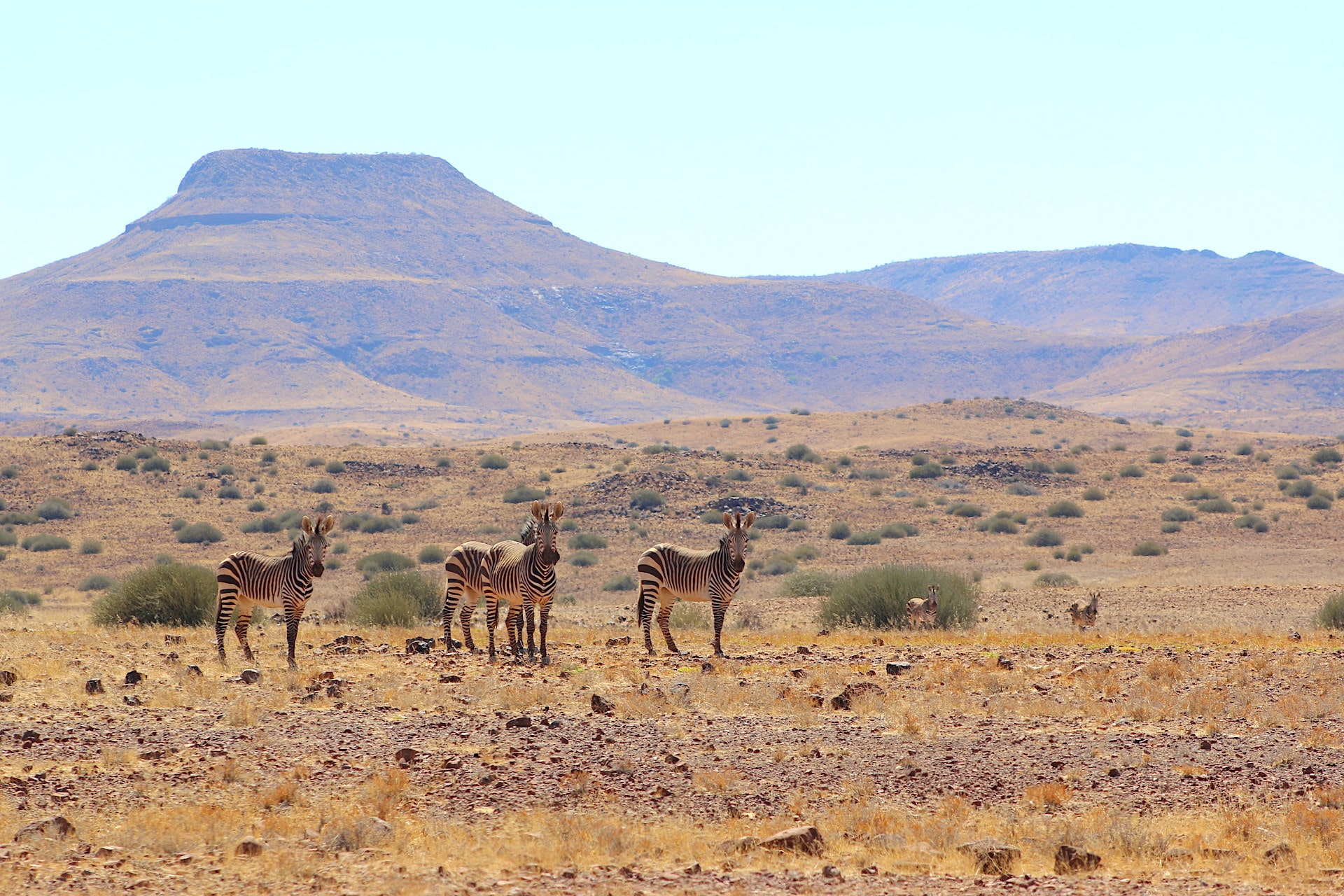 mountain zebra in namibia