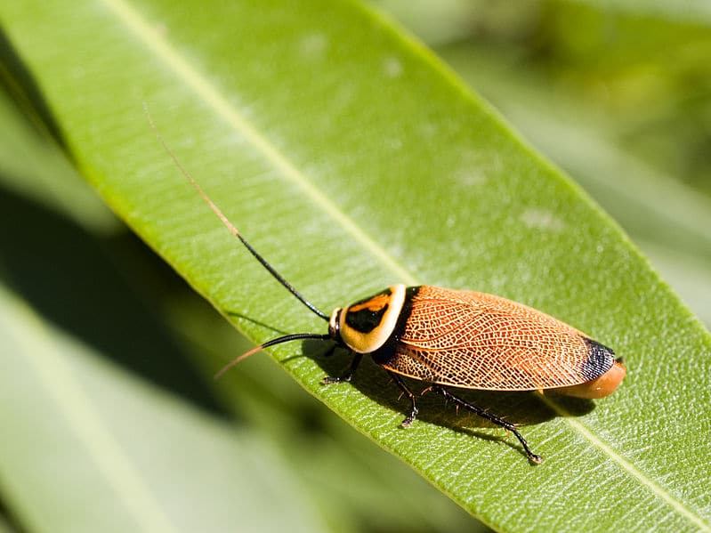 Bush African Cockroaches