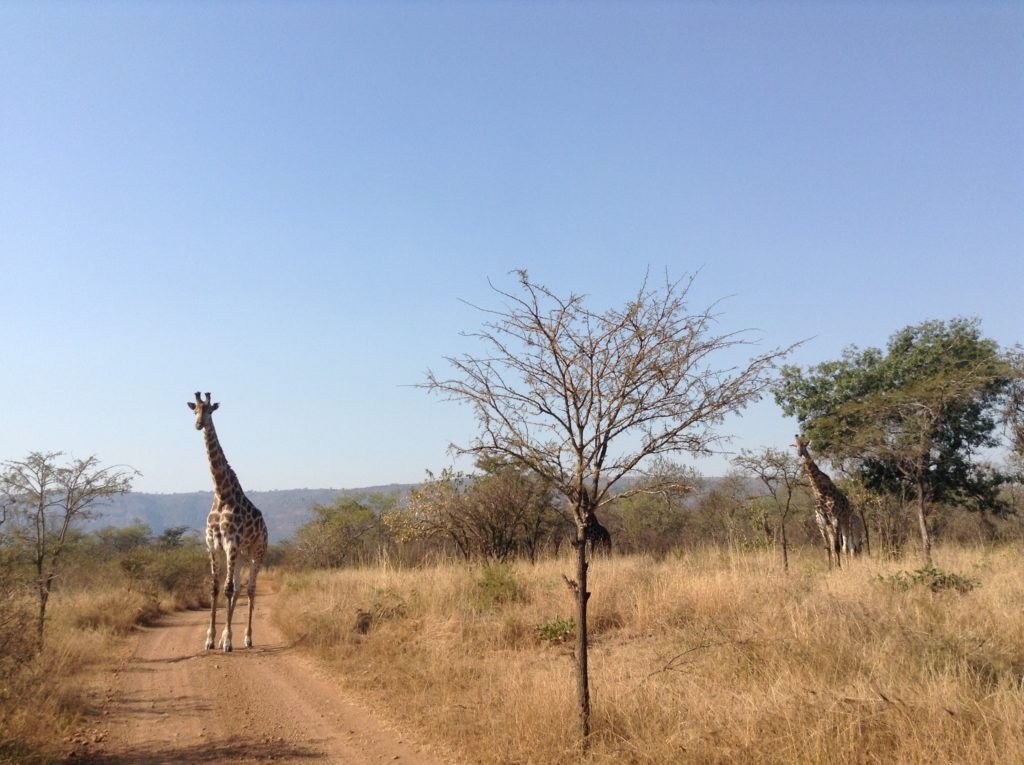 A giraffe on the road in Mbuluzi Game Reserve