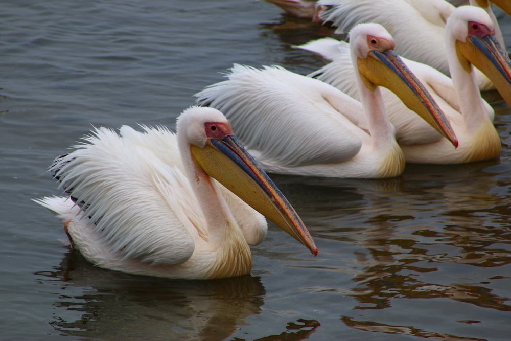Pelicans swimming in a line