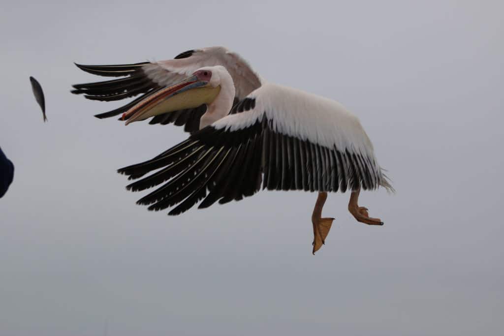A pelican in flight