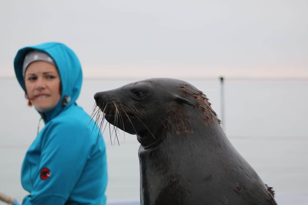 A seal sat next to a human admirer