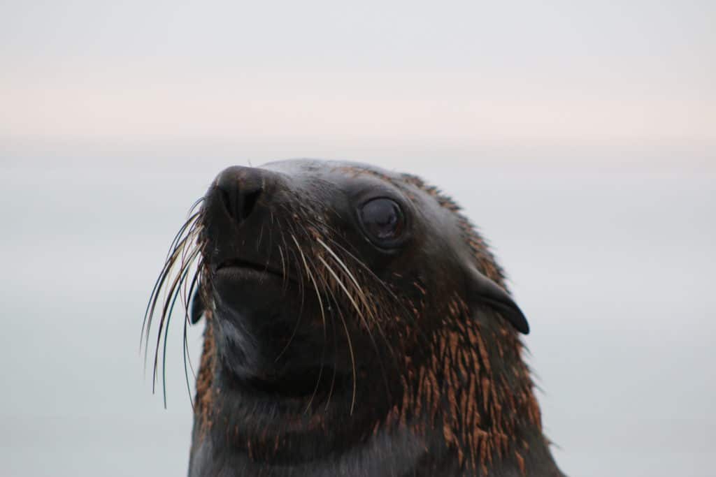 Close up of a seal