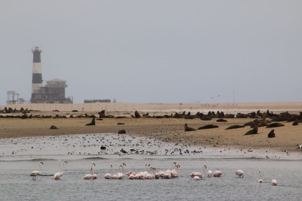 The lighthouse at Walvis Bay looms in the distance as flamingos stand in the foreground