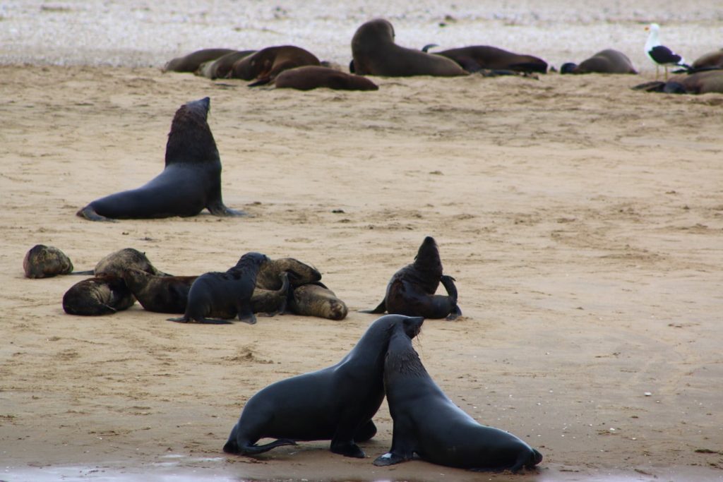 Seals on the beach at Walvis Bay