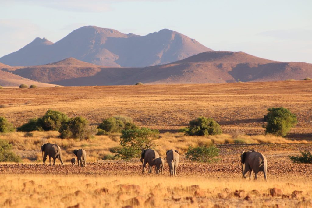 desert elephant in Namibia