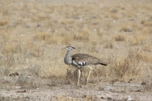 A kori bustard surveying its territory - 10 items to take on safari