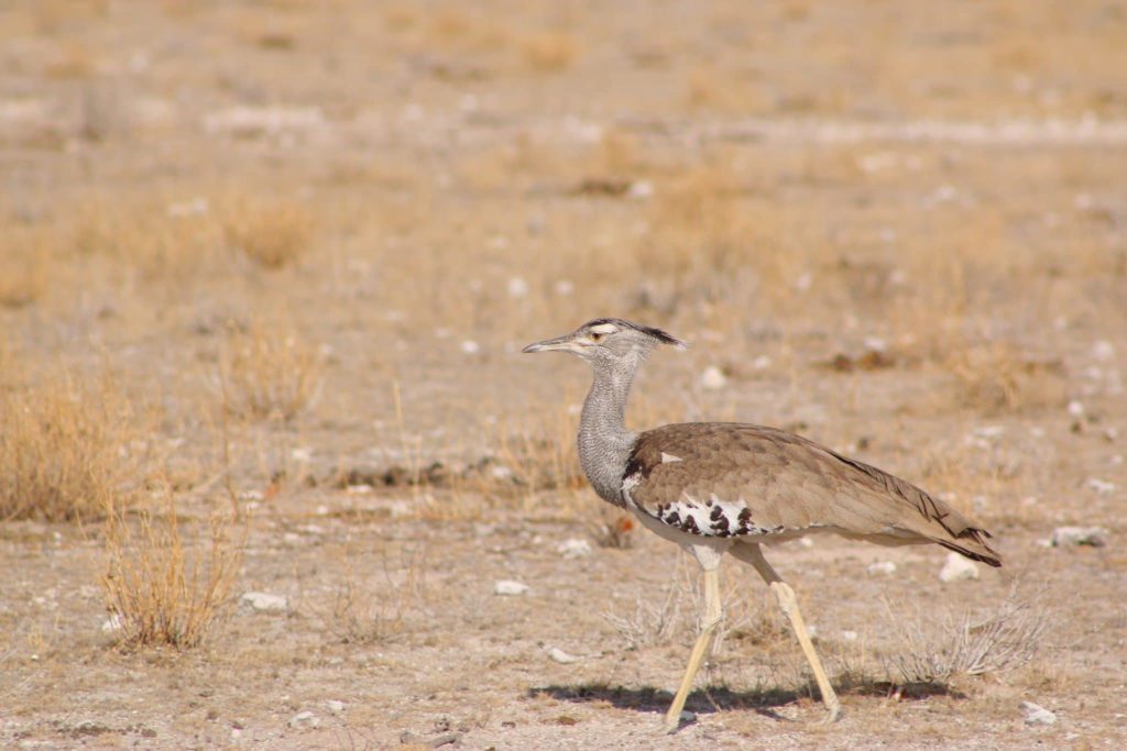 A kori bustard surveying its territory