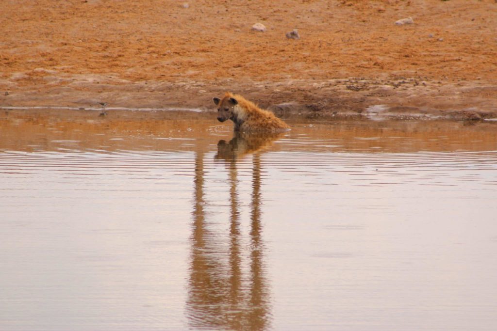 A hyena swimming at the water's edge