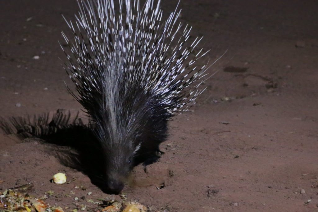 A porcupine eats leftover vegetables