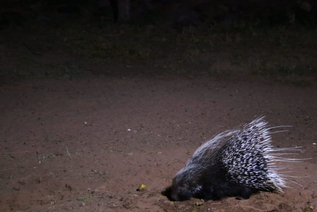 A porcupine feeding at night