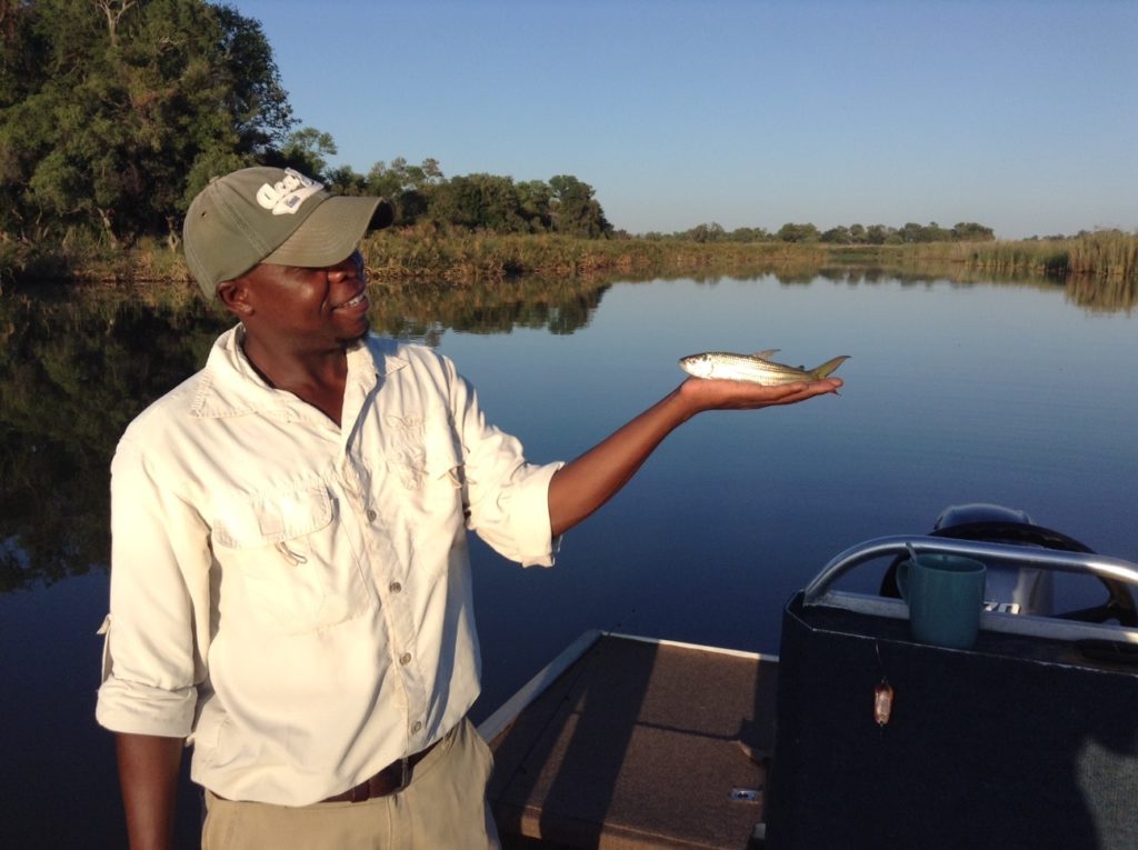 Fish the guide holds a tiger fish in his hand