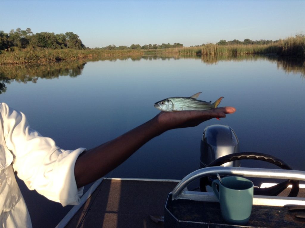 Close up of the tiger fish Jenny caught