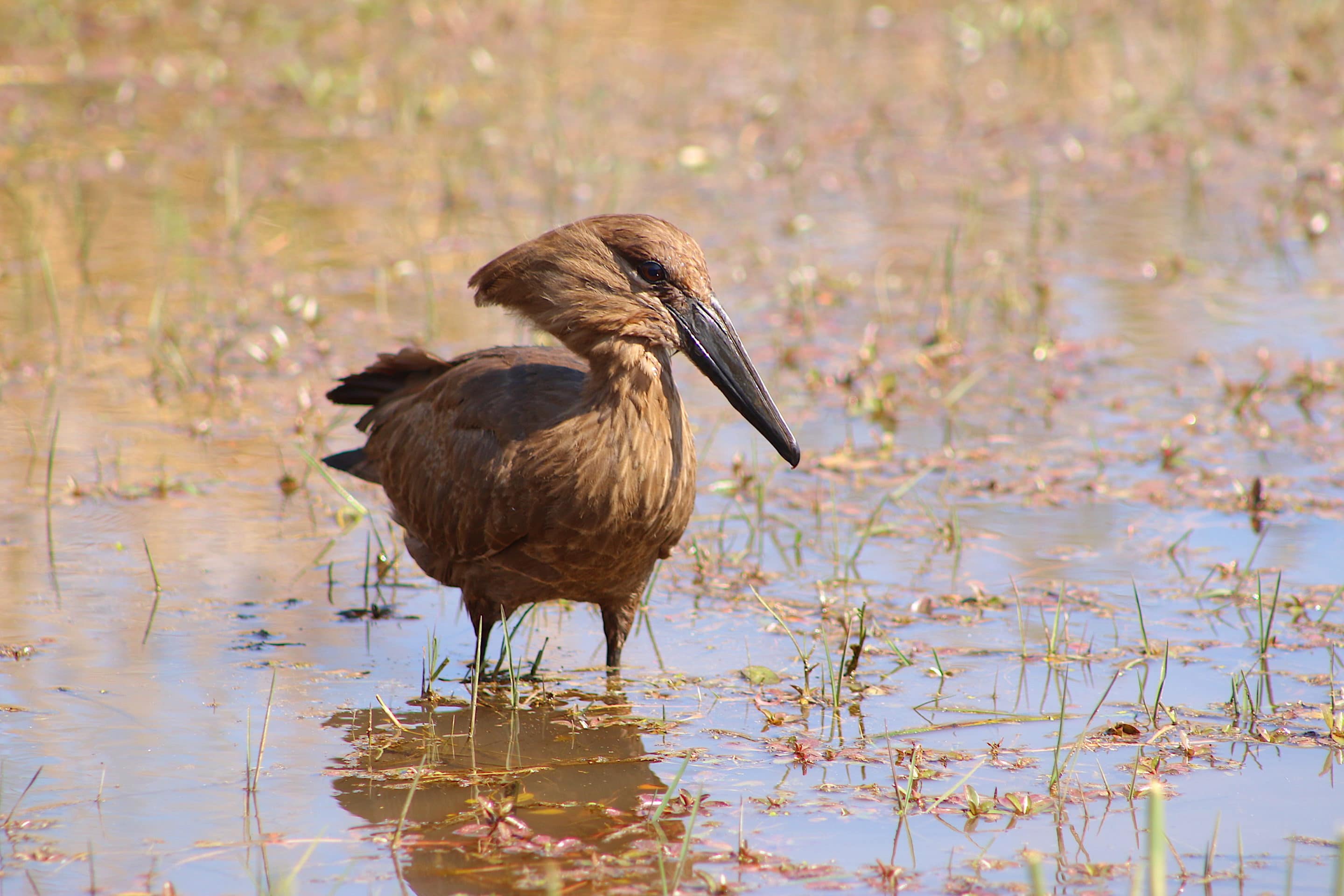 hamerkop - Bird Watching Holidays