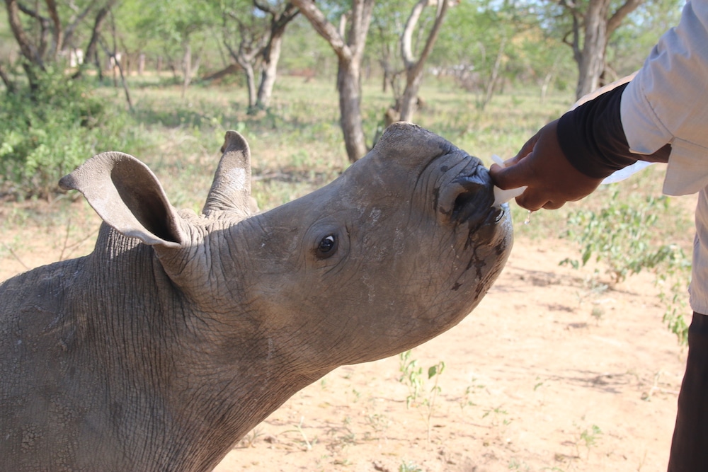 A white rhino being fed by a human