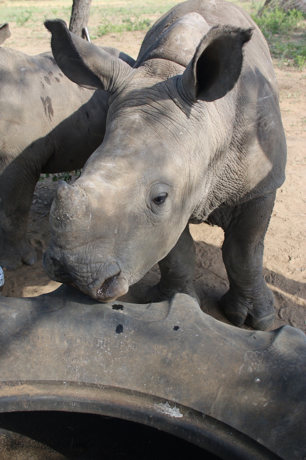 Young rhino investigating a tire