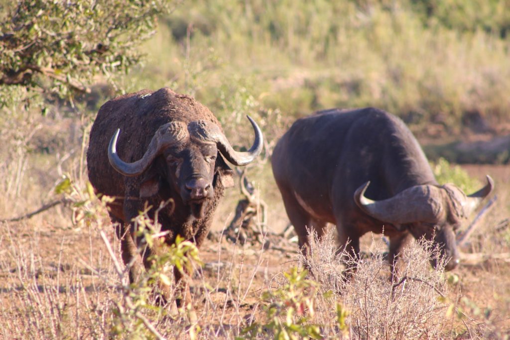 Two buffalo feeding