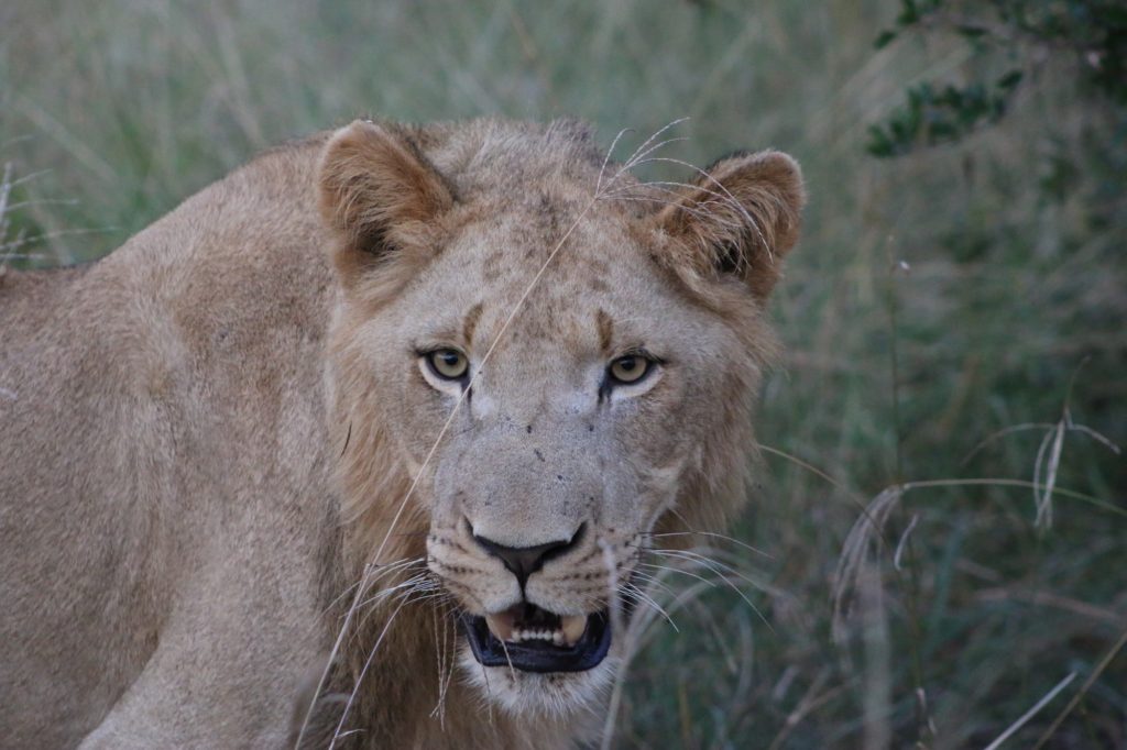 A closeup of a lioness