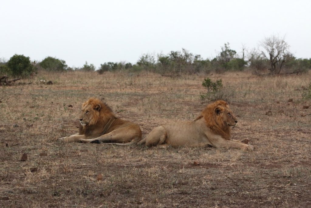 Two male lions sit facing opposite directions - Kruger's Carnivores