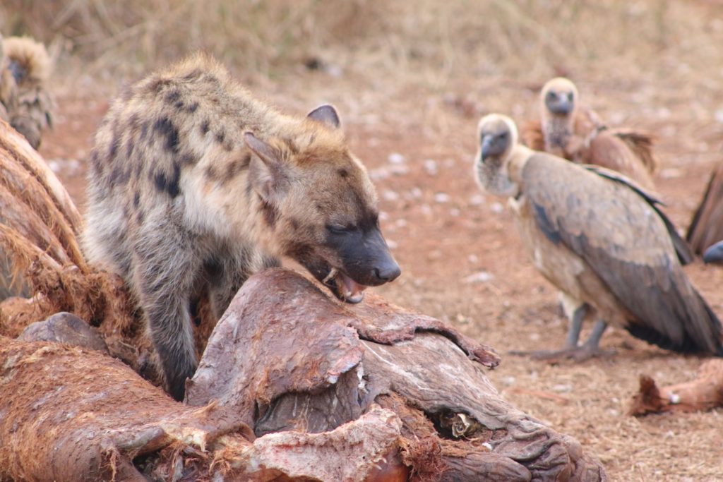 Hyena feeding while vultures look on - Kruger's Carnivores