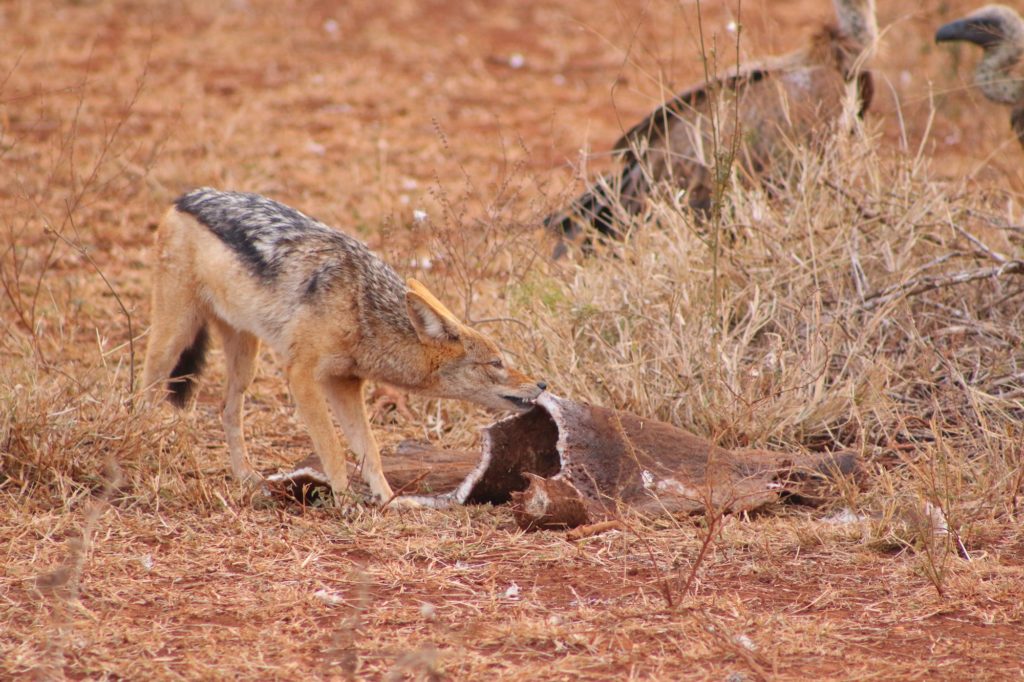 A jackal picking at a carcass