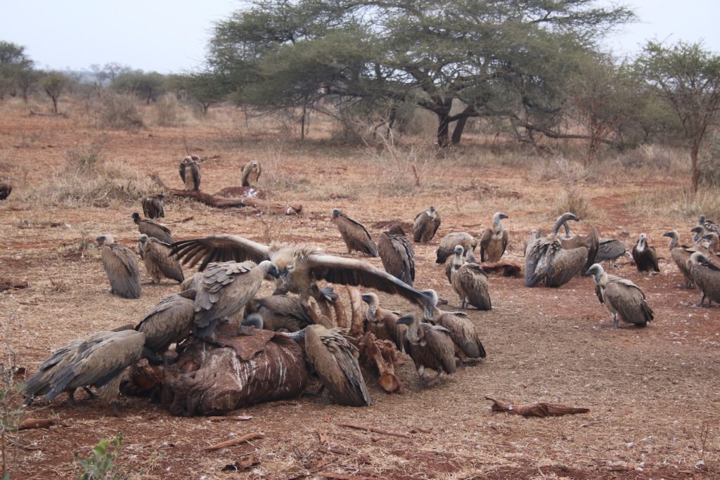 A wake of vultures fight over a caracass - Kruger's Carnivores