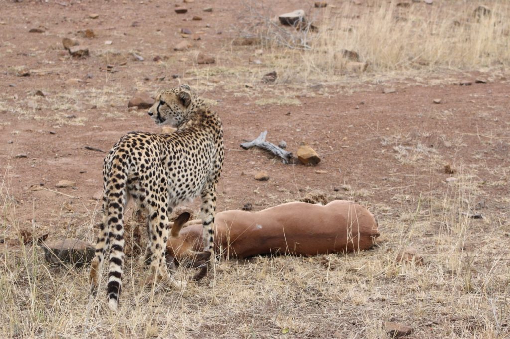 A leopard guards its fallen prey