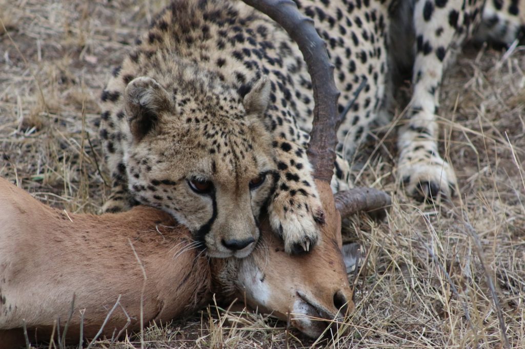 A leopard feasts on its prey