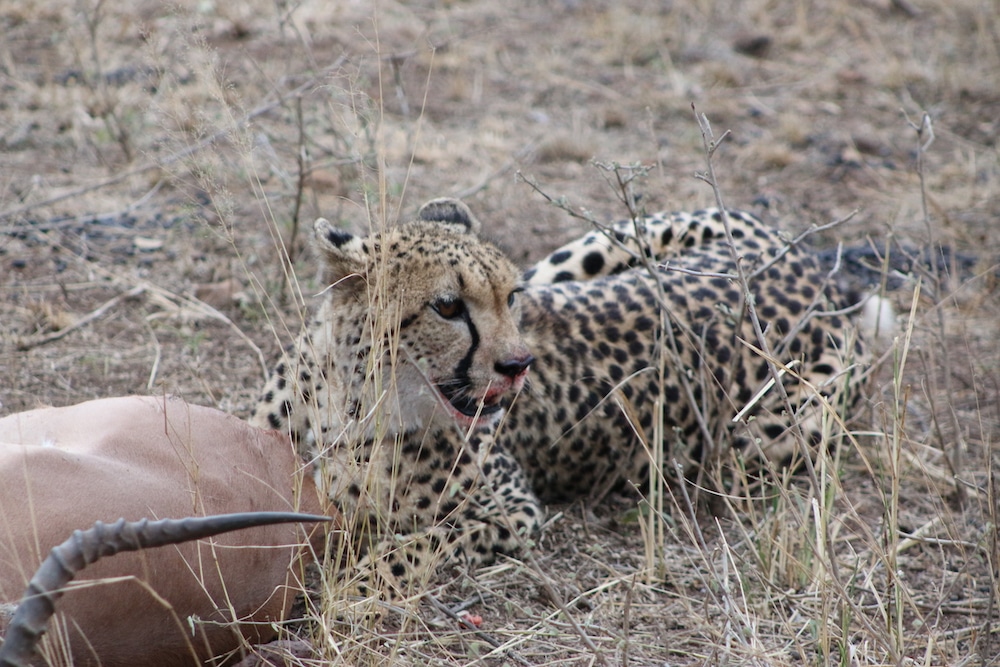 A leopard sits by its downed prey