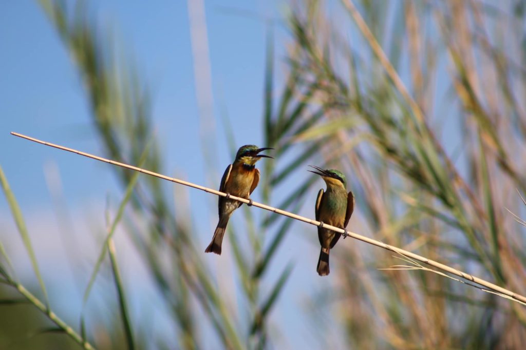 Two little bee-eaters perched on a blade of long grass - Fishing the Okavango