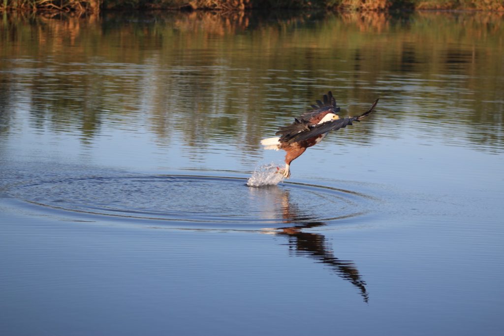 A fish eagle in flight catching its prey - Fishing the Okavango