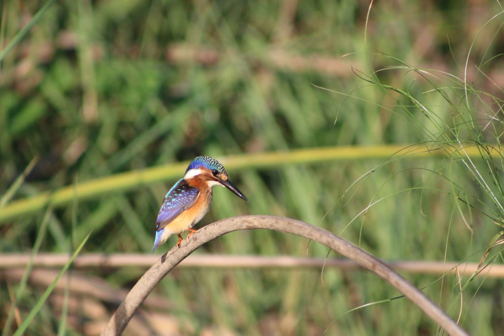 A malachite kingfisher sat on a branch