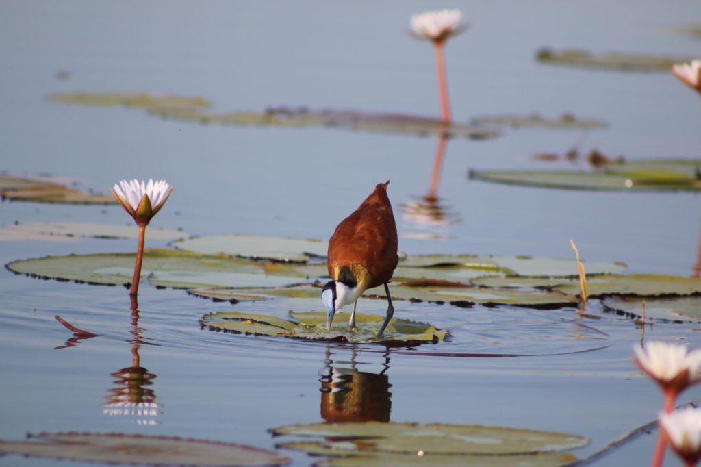 An African jacana stood on a lillypad