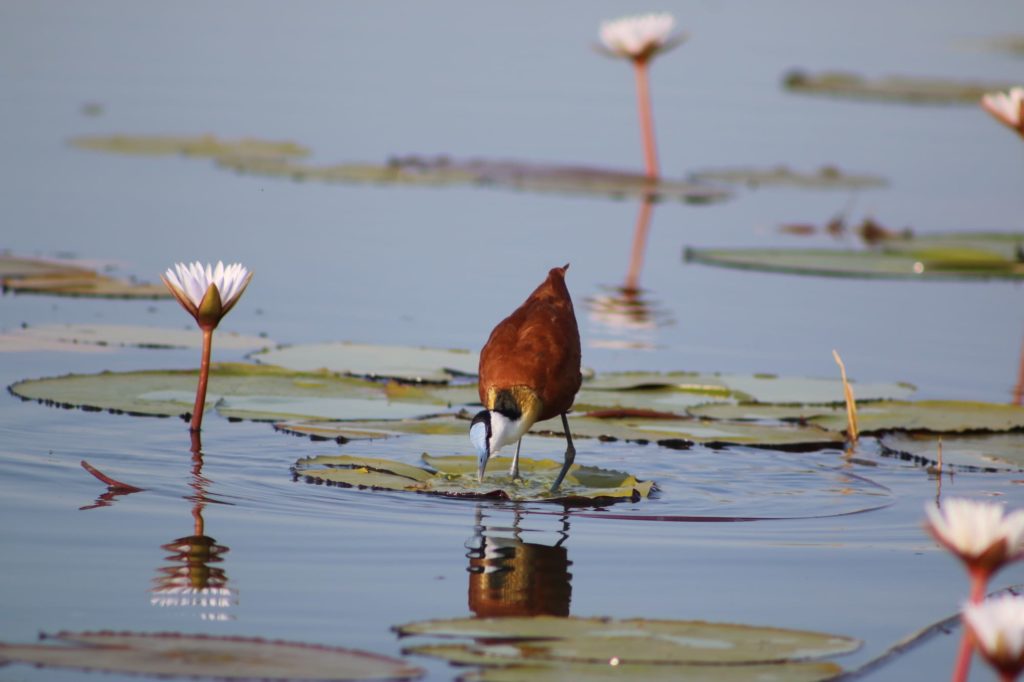 An African jacana stood on a lillypad - Fishing the Okavango