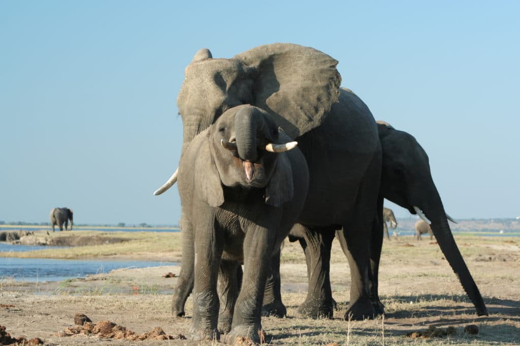 A young African elephant stands near an adult