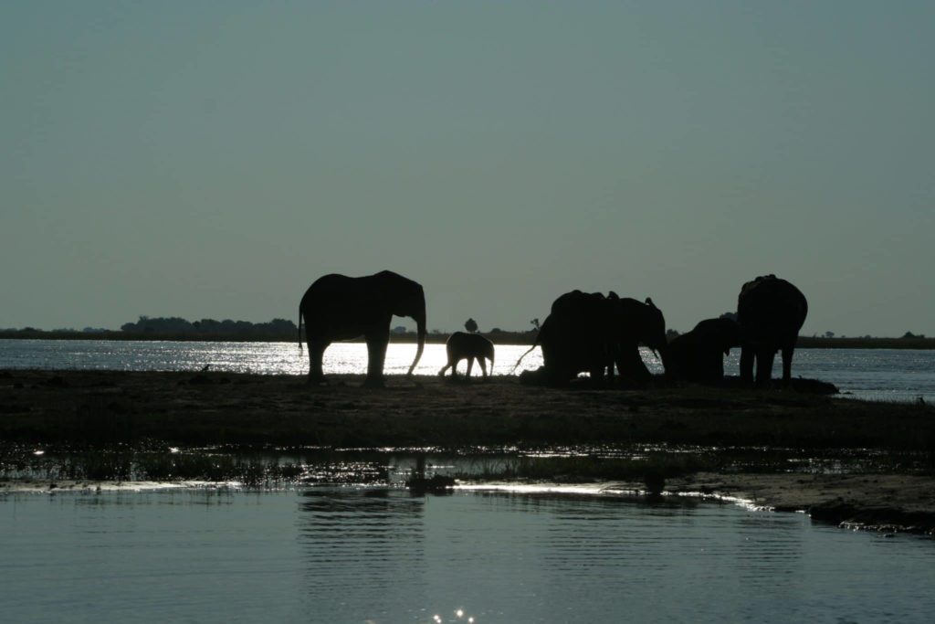 A herd of African elephants silhouetted against the horizon