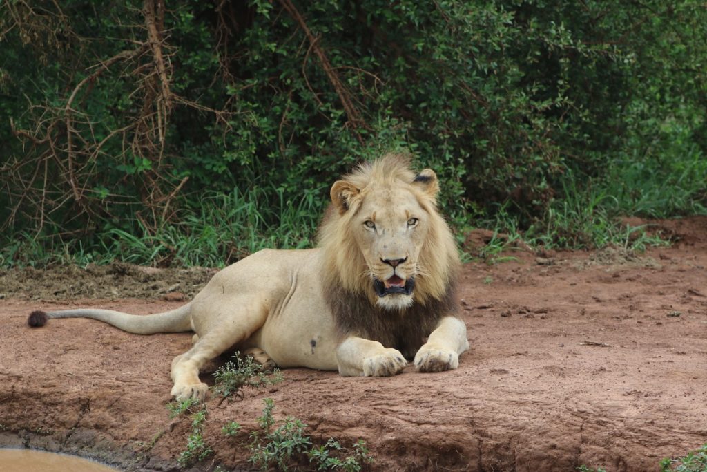 A male lion near a watering hole