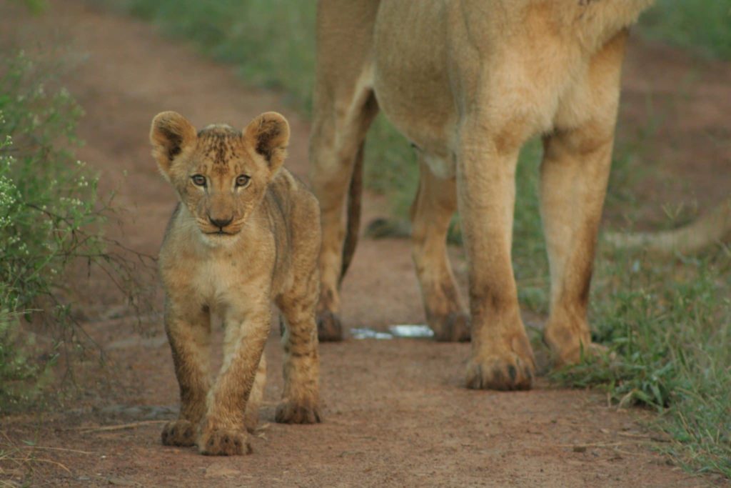 lion cub watching