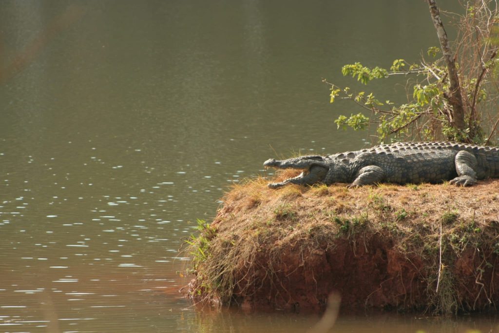 crocodile gaping
