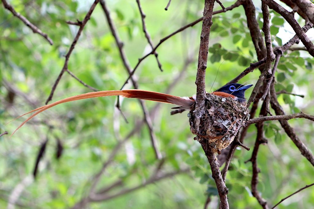 male paradise flycatcher on its nest
