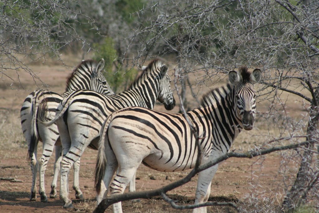 Three giraffes in the savannah