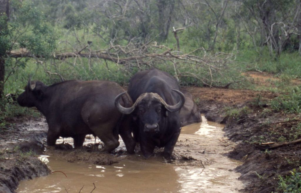 Two buffalo wallowing in a pool