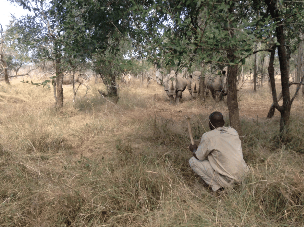 watching rhino on foot