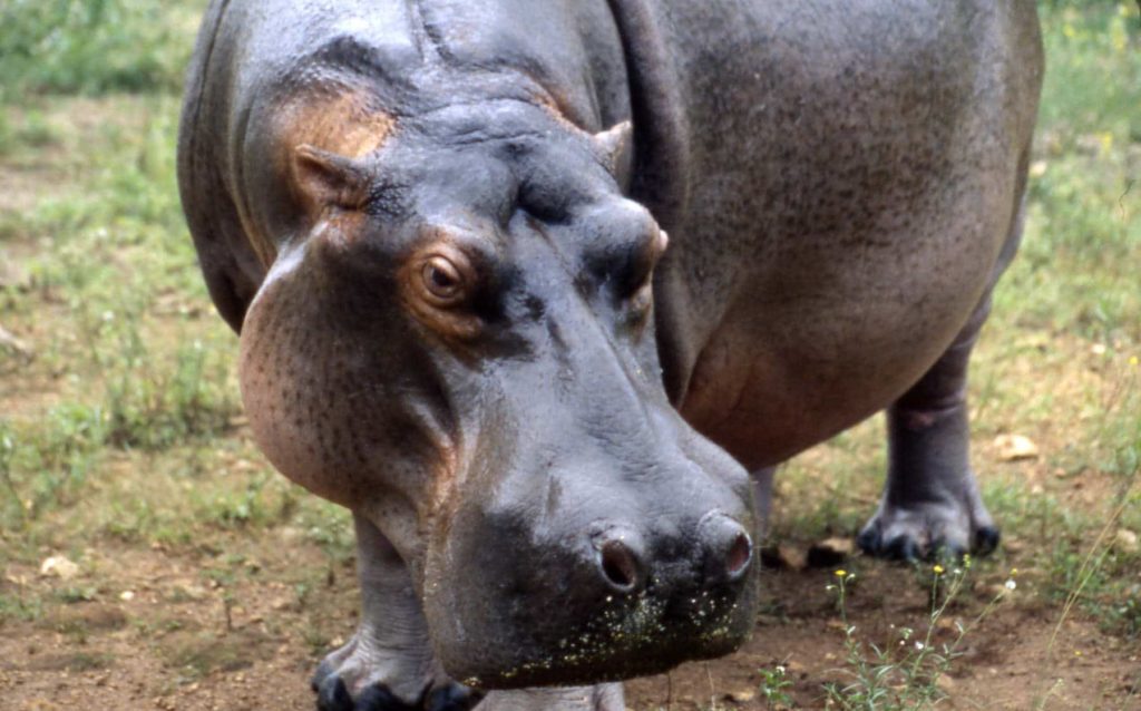 hippo nose, close up