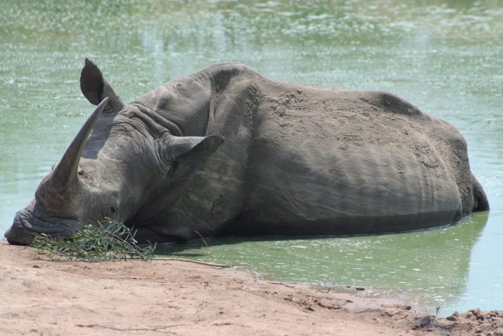 white rhino in Mkhaya