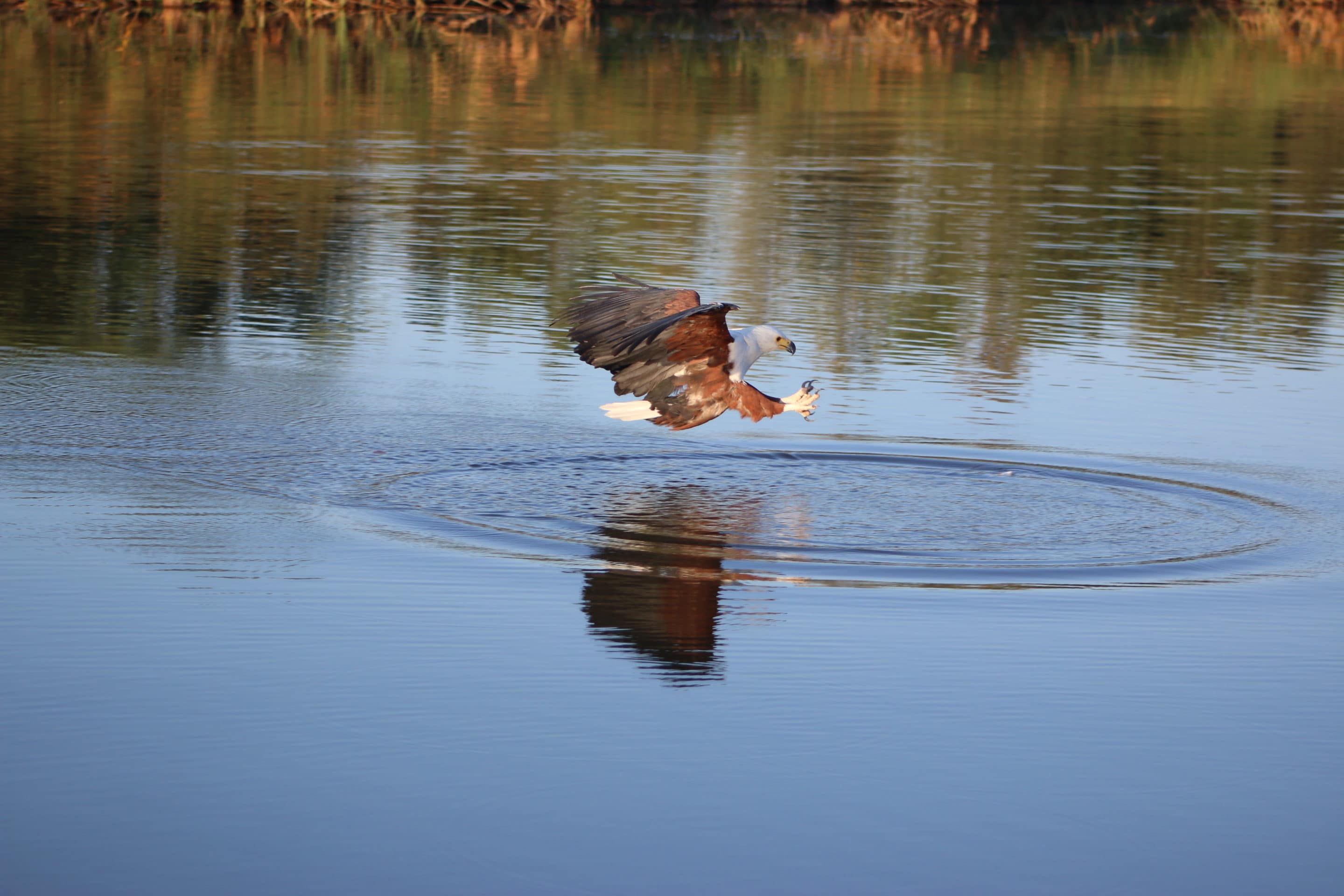 Fish eagle fishing