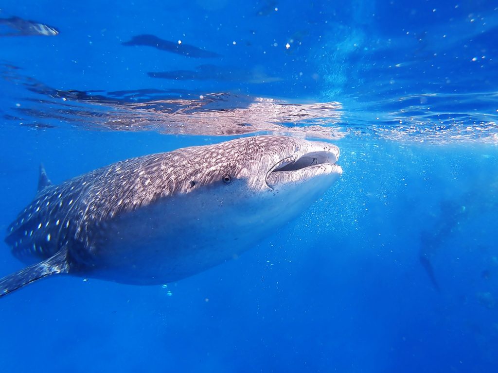 Whale shark surfacing