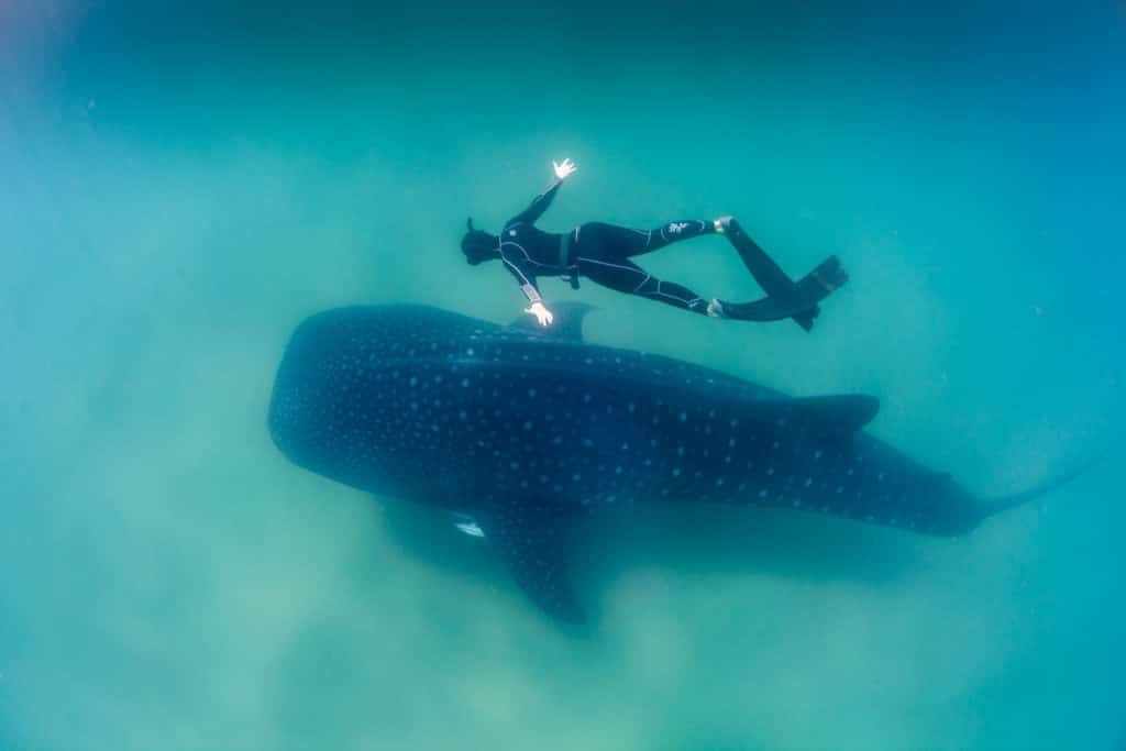 Whale shark with freediver. Credit: Fiona Ayers